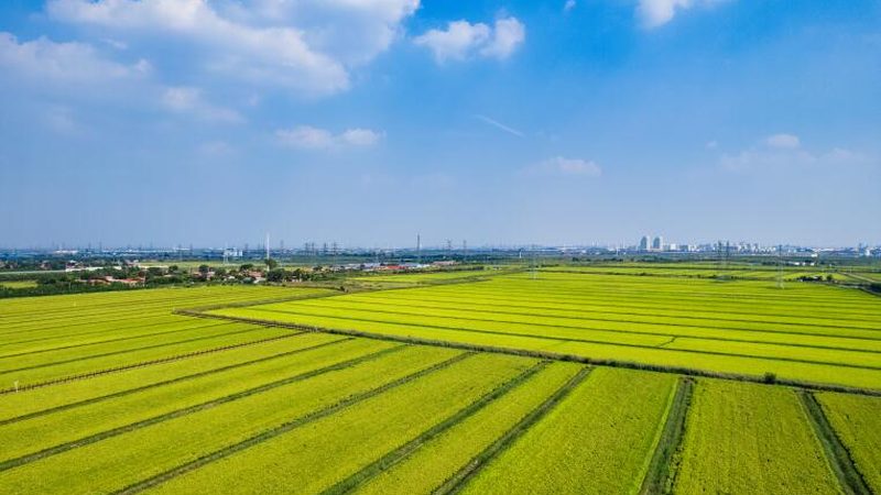 水培水果种植设备：价格与参数解析