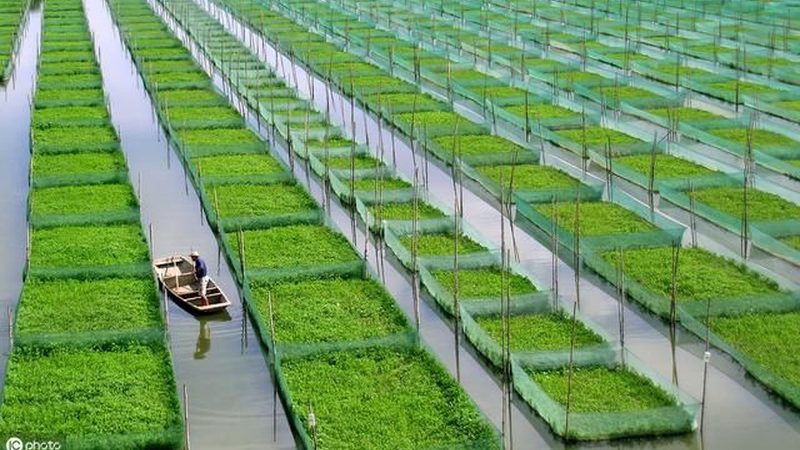 水果种植农药混配禁忌表