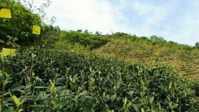 进口农产品批发清关流程全解析