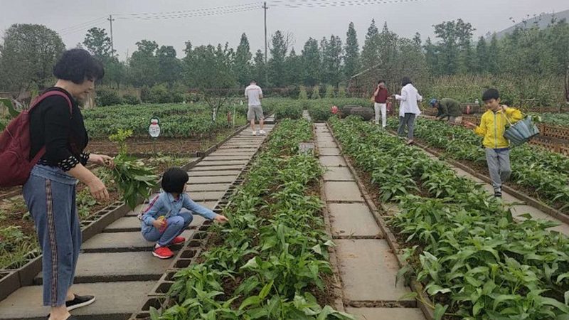 实际上，针对零基础的种植培训课程，通常具有以下特点：