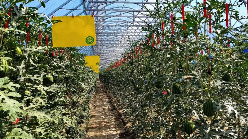 有机无土栽培：技术标准规范解析