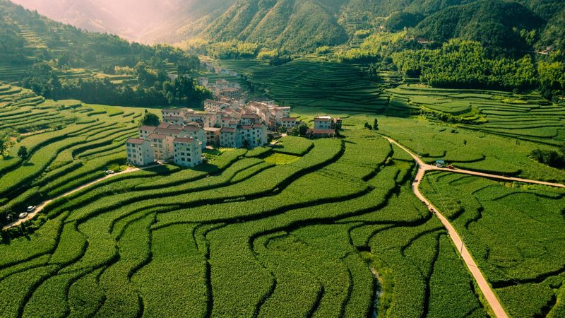 山东水果种植合作社：年收入增长背后的秘密**