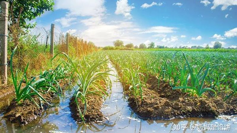 农业产业园温室大棚施工安装，流程揭秘**