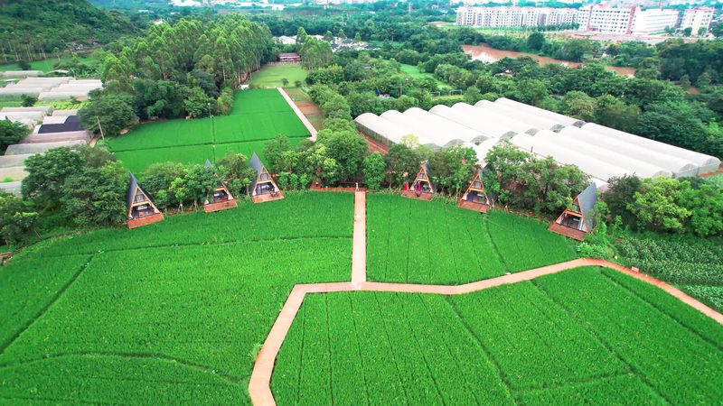 粮食种植深加工：揭秘项目优劣关键因素