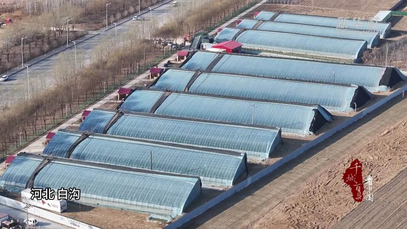 山东农产品批发基地，最新报价背后的市场逻辑**