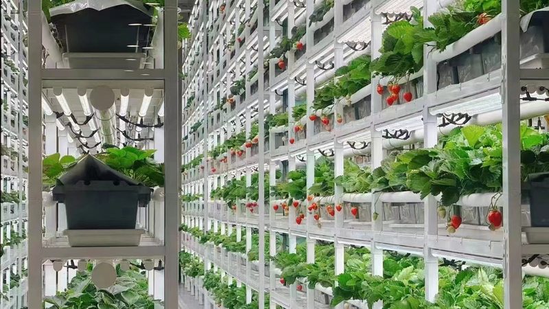 粮食种植，手续先行：合规之路的必经步骤